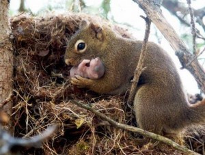 baby-squirrel