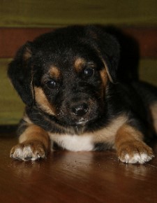 new grand-puppy