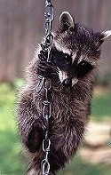 racoon